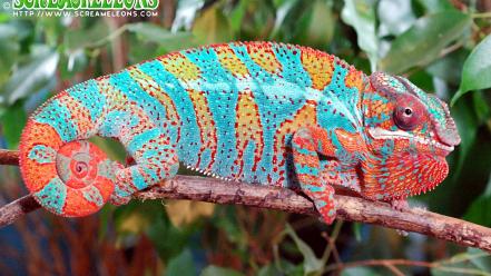Animals chameleons supernova reptile reptiles chameleon wallpaper