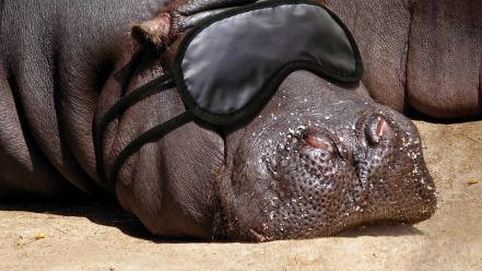 Animals hippopotamus wallpaper