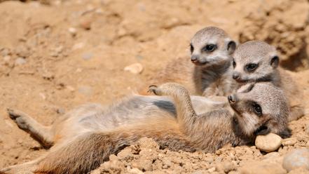 Animals meerkats wallpaper