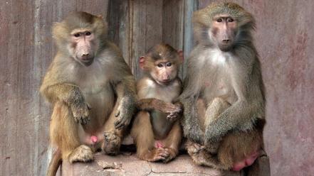 Animals monkeys chimpanzee baby wallpaper