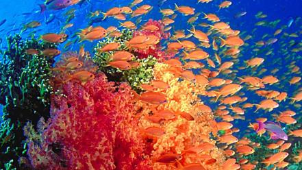 Fishes sea wallpaper