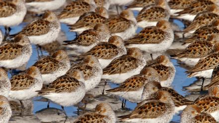 Flock alaska sand piper birds wallpaper