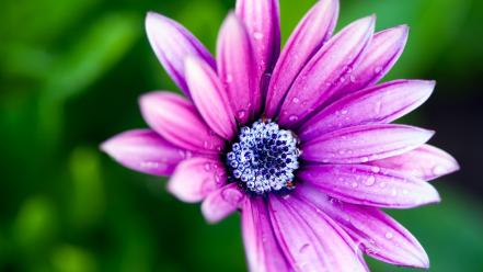 Flowers daisy macro pink wallpaper