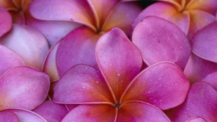 Flowers pink hawaii maui plumeria wallpaper