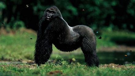 Landscapes national geographic gorillas wallpaper