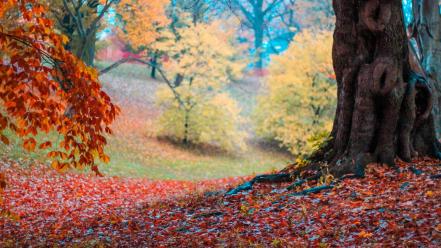Landscapes trees forest leaves autumn wallpaper