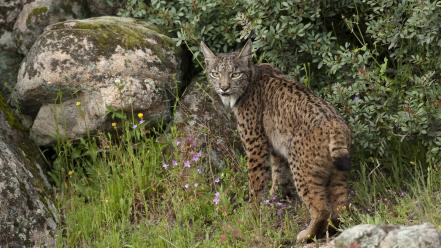 Lynx spanish spain parks sierra natural wallpaper