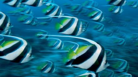National geographic underwater fishes wallpaper