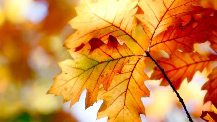 Nature autumn (season) orange leaves wallpaper