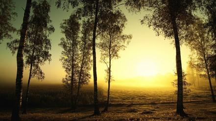 Sunrise landscapes nature trees dawn fields fog mist wallpaper
