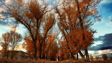 Trees forest path wallpaper