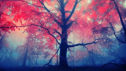 Trees red wallpaper