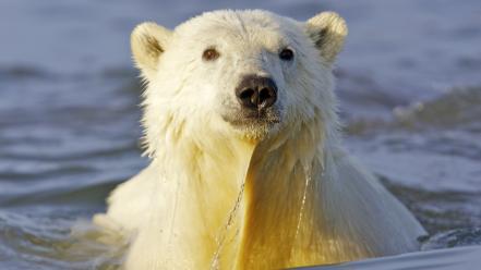 Water animals alaska swimming polar bears wallpaper