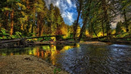 Water landscapes nature trees forest logs rivers wallpaper