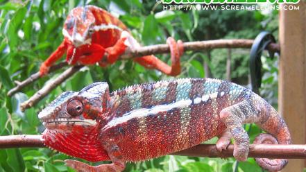 Animals chameleons reptile reptiles chameleon wallpaper