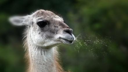 Animals llama wallpaper