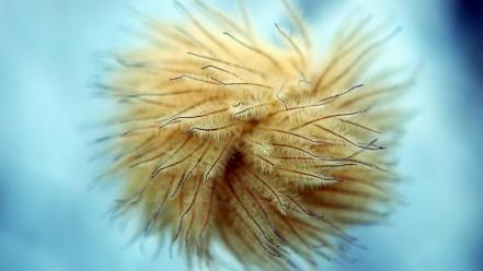 Animals sea anemones wallpaper