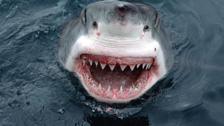Animals sharks great white shark attack wallpaper