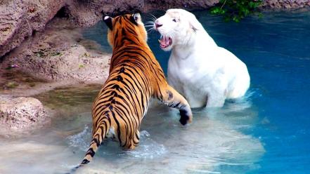Animals tigers fight white tiger wallpaper
