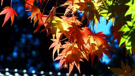 Autumn (season) leaves maple leaf branches wallpaper