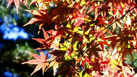 Autumn (season) leaves sunlight maple leaf branches wallpaper
