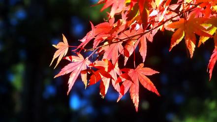 Autumn (season) red leaves sunlight maple leaf branches wallpaper