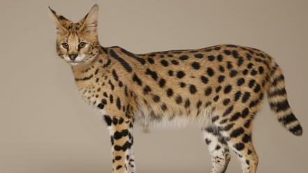 Cats animals serval domestic cat savannah wallpaper
