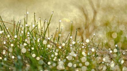 Grass bokeh water drops wallpaper