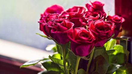 Leaves window panes roses pink flowers blurred background wallpaper