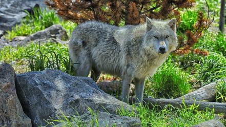 Nature animals grey wolf wolves wallpaper