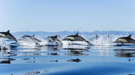Nature animals mexico california dolphins gulf wallpaper