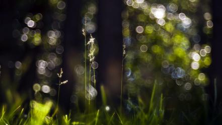 Nature grass bokeh wallpaper