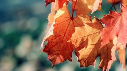 Nature leaves seasons autumn wallpaper