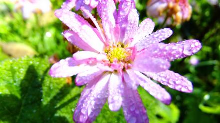 Plants sunlight water drops macro pink flowers wallpaper