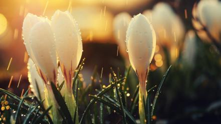 Rain flowers crocus white wallpaper