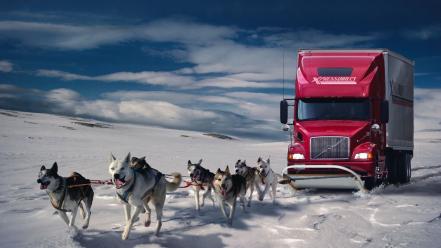 Winter snow cars humor dogs trucks wolves wallpaper