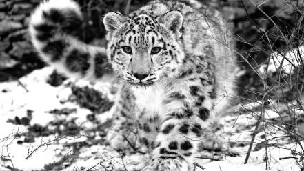 Animals grayscale snow leopards wallpaper