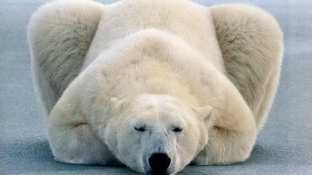 Animals polar bears wallpaper