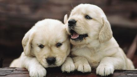 Animals puppies golden retriever wallpaper