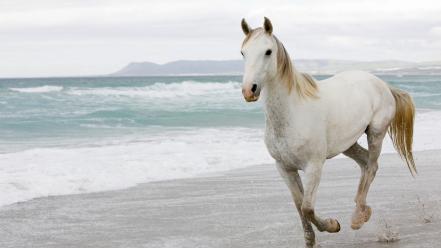 Beach waves animals horses wallpaper