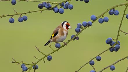 Berries goldfinch birds wallpaper