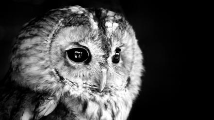 Birds grayscale owls black background wallpaper