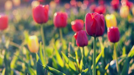 Flowers tulips bokeh red wallpaper