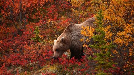 Grizzly bears wallpaper