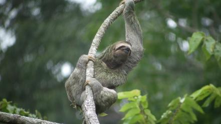 Jungle animals sloth branches wallpaper