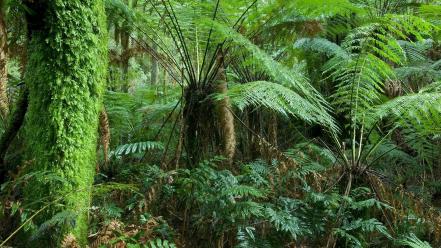 Landscapes nature australia ferns national park wallpaper