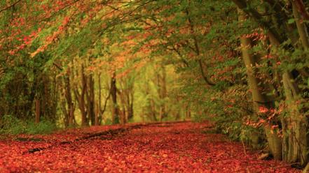 Landscapes nature red leaves earth carpet autumn wallpaper