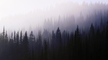 Landscapes nature wood fog darkness background wallpaper