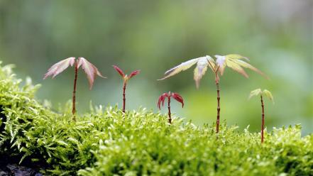 Moss sprouts wallpaper