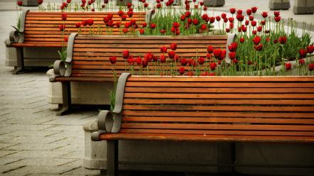 Nature plants bench tulips ottawa red flowers wallpaper